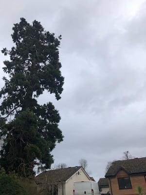 The Wellingtonia tree dropped branches in a recent storm. Picture: Benbow Brothers