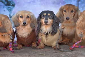 Christmas Dachshund Extravaganza returned for a fourth year at Alderford Lake, Whitchurch. Bree,Meeya,Ellie,Woody, Beau  from Shrewsbury.