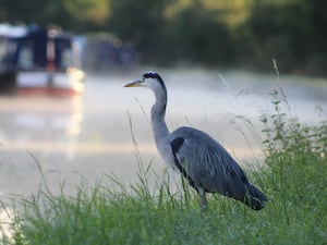 Heron on grass with canal and boat in background