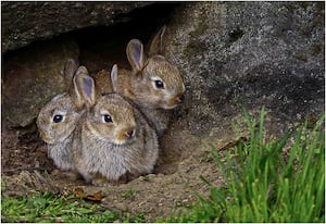 Roger Walford  and First Time Out of the Burrow 