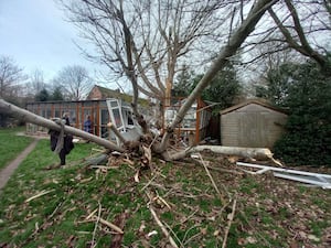 A fallen tree branch on the destroyed cat pen