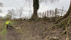 Good progress on hedge laying.