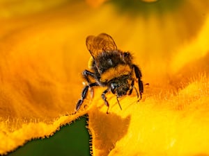 A bee collecting pollen