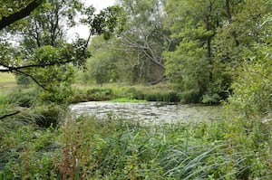 Pond at Fordhall Organic Farm.