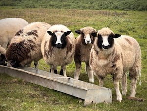 Ouessant Sheep, a rare breed originating from France 