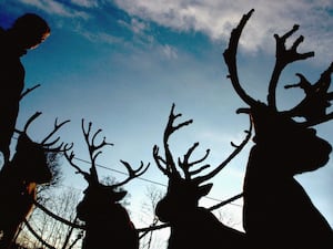 The animals have been axed from the Beverley Festival of Christmas (Chris Radburn/PA)