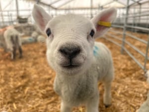 New lambs arriving at National Forest Adventure Farm for Spring