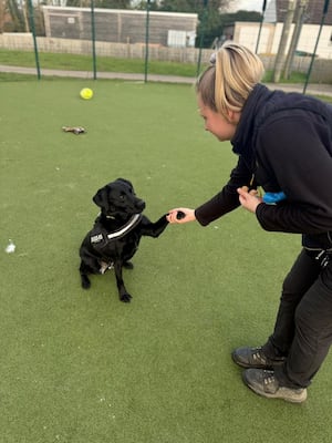 Friendly Nora loves to learn new things with Canine Carer Katie Simmons