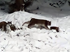 Two lynx in snow