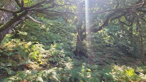 Elan Valley Celtic Rainforest