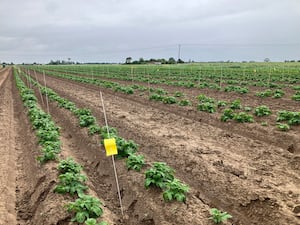 Two trials, one to assess yield gain and another to establish the benefit of biostimulants in combatting blight.