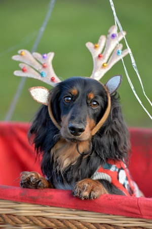 Christmas Dachshund Extravaganza returned for a fourth year at Alderford Lake, Whitchurch. Barney from Whitchurch.