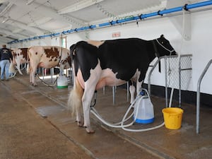 A general view showing cows being milked at the Great Yorkshire Showground, Harrogate