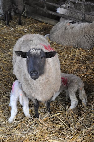 A ewe and lambs 