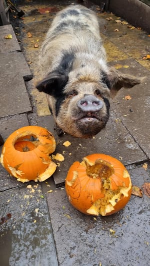 Peggy and Albert are waiting for your pumpkins. 