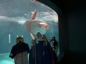 A sunfish swims before human cut-outs at an aquarium