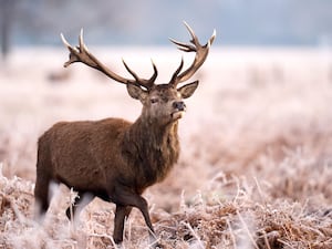 Deer on a frosty morning in Bushy Park (John Walton/PA)