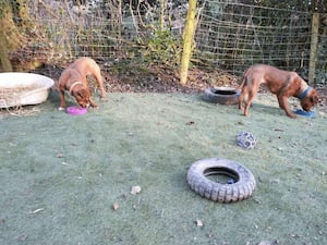 The rescue dogs enjoying their new space