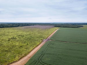 Aerial view of a soy plantation, dirt road, deforested land and forest in the background in the Amazon (Alamy/PA)