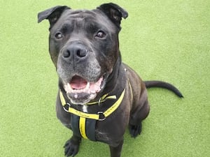 Gorgeous George. Photo: Dogs Trust