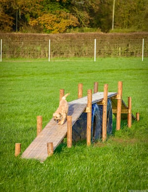 The dog park spans three-and-a-half acres. Photo: Neil Wilkinson 