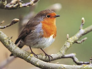 A robin on a magnolia tree