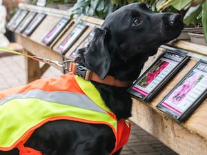 Ivor the sniffer dog is trained at Bents Garden Centre