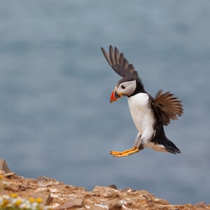 Puffin landing on Skomer  