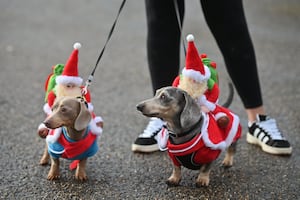 Sausage dogs in Christmas costumes enjoyed a walk in the Quarry in Shrewsbury