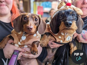 Two dachshunds getting in the festive spirit