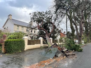 A fallen tree has uprooted the road around its base and fallen into the hedge of a house nearby