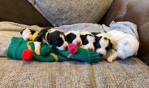 The newborn pups were handed over to the team after their mum couldn’t care for them 