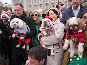 People holding dogs dressed in Christmas jumpers