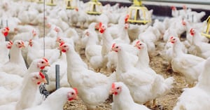 Peracetic acid technology has been shown to help protect broiler health, welfare and performance