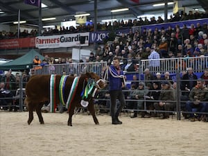 Supreme Cattle Champion: ‘Twilight’, a Limousin-sired heifer bred by Tecwyn Jones of Caer Gwrli, Anglesey, sold for £8,500 to local butcher Arwyn Morgans of Morgans Family Butchers, Builth Wells.