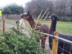 Alpacas eating Christmas trees 