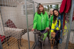 Since it's founding the Greyhound Trust has helped over 100,000 Greyhounds find a home