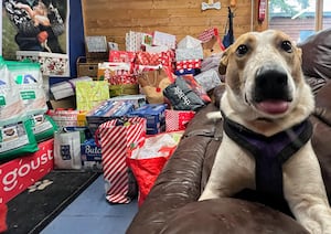 Hundreds of dogs will be receive the Christmas gifts.