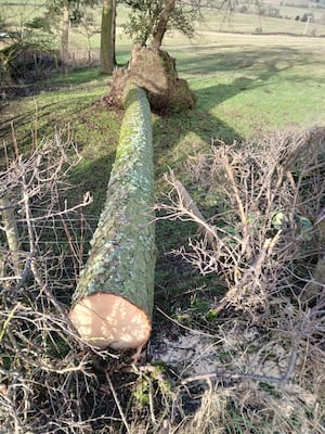 Fallen trees around Shropshire. Photo: Shropshire Council