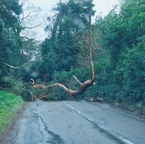 A tree brought down in Edgmond over the weekend.