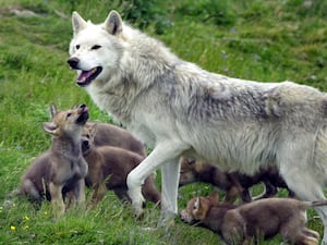 A family of wolves