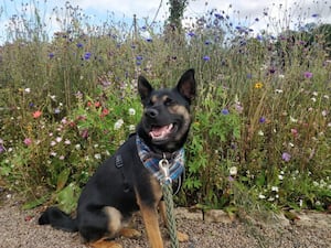 Tyson is never happier than when he is on an adventure.