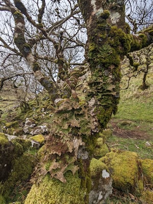 Tree Lungwort on Sessile Oak Tree - Celtic Rainforest at Elan Valley