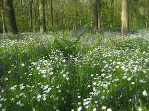 Soulton Wood, inspiration to Thomas Lodge Jr and hence William Shakespeare 