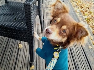 Frank. Photo: Dogs Trust