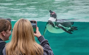 Chester Zoo hope the scheme will help to spark a lifelong passion for saving species. Photo: Chester Zoo