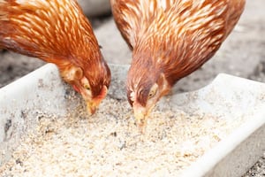 An all Wales avian Influenza Prevention Zone has been put in place by the Welsh Government