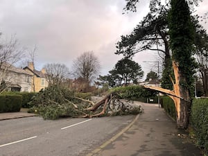 A fallen tree across the North Road in east Belfast