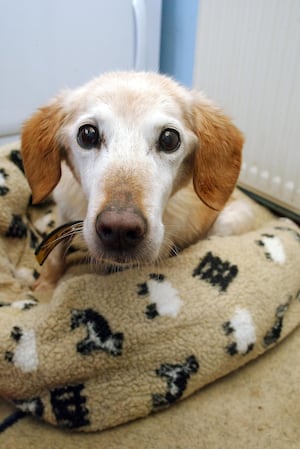 Sponsoring Oakfield Oldies is the perfect Christmas gift for dog lovers who want to give something back this Christmas