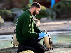 A zookeeper counts penguins during the annual stocktake